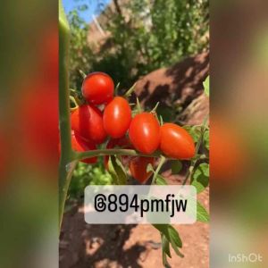 มะเขือเทศเชอร์รี่ 200เมล็ดสีแดงพันธุ์นอกรสหวานเมล็ด Roma Tomato***ศึกษาวิธีการเพาะได้ในรายละเอียดสินค้า***