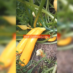 3 BUTIR BIJI BENIH ZUCCHINI PANJANG GOLDEN GLORY