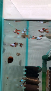 (Pair) Short Body Silverado Red Tail Double Sword Endler Guppy Freshwater Fish (Inc. DOA)