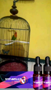 Vitamin Burung Vitaplus Penggacor Vitamin Untuk Burung Lb Sogon Cendet Pleci Kenari dll