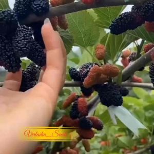 [Virladia Seeds] Biji Benih tanaman Murbei | Mulberry