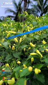 Benih Cabe Rawit SERASI TAVI 10gr Wijitani