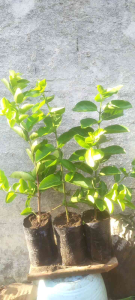 Pohon Tanaman SANCANG Original Terlaris 45CM