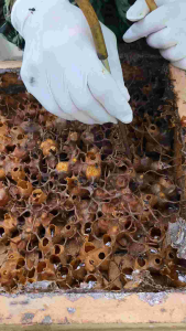 น้ำผึ้งชันโรงเเท้