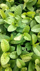 Bibit jambu kristal atau jambu biji sidling