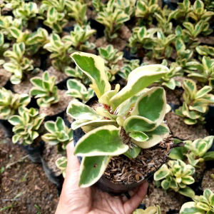 Tanaman Peperomia Varigata / Tanaman Jade Plant / Bibit Tanaman Peperomia