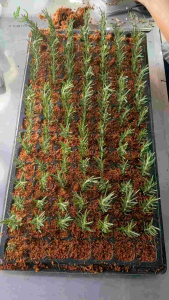 (Coco peat EC <1 / pH 5.5-6.5) ขุยมะพร้าวละเอียด **ล้างแล้ว** ปรับสมดุลด้วย Ca (NO₃)₂ พร้อมใช้ทันที (ขนาด 10 ลิตร ≈ 5 กก.)