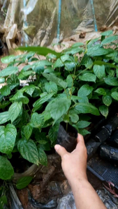 ต้นเพกา พร้อมปลูก เพกาลิ้นฟ้า ต้นไม้ตาย ระหว่างขนส่ง เคลมฟรี