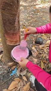 บายโอพลาส ชนิดผง ปิดหน้ายาง สร้างเปลือกใหม่ได้ไวขึ้น ราคา 100 บาท เท่านั้น