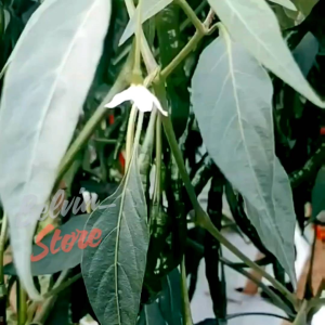 (-+500 butir) Benih tanaman cabe keriting merah | curly red chilies [kemasan pabrik]