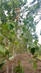 ใบกระท่อมปทุม ไซส์เล็กใบรวม 1-3kg แก่ๆ กรอบๆ สายต้ม กับเคี้ยวไม่ควรพลาด เน่าเสียเครมให้