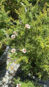 มาจ้า ใครอยากได้ ไม้ประดับ สวยๆๆ  เลี้ยงไม่ยาก  เริ่มต้นที่เนียเลย     ❤️❤️❤️      #น้องมานูก้าขาวละมุน #น่ารัก #ออกดอกตลอดปี เลี้ยงง่ายสุดสำหรับบ้านเรา  🌸📌📌 ต้น #มานูก้า #ดอกขาวละมุนน  #มานูก้า #ต้นสวย #ออกดอกทั้งปี  #ส่งพร้อมกระถาง   #ต้นมานูก้า(#Man