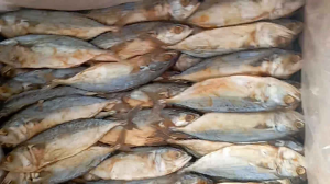 Ikan asin peda KEMBUNG PUTIH 1 kg