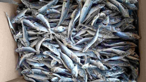Ikan Asin LAYANG TAWAR BERSIH 1 kg