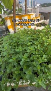 #ĐH- Hạt Giống Húng Bạc Hà (Húng Lủi) - Gói 100 Hạt Dễ Trồng Thu Hoạch Liên Tục Trồng Quanh Năm