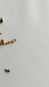 Benih kacang panjang pertiwi isi (500 biji)