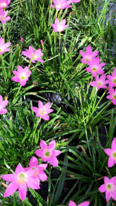Rain Lily