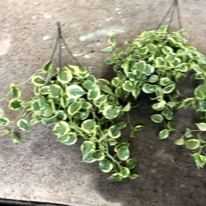 Tanaman GANTUNG Tanaman Hias Teplan Terang Bulan - Peperomia Scandens Variegata