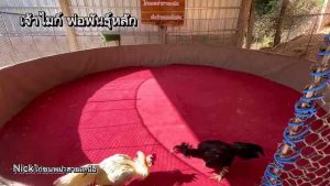 ไข่ไก่ชนพม่าง่อน ไข่เชื้อ ขายเป็นชุดเฉลี่ยฟองละ65฿“พ่อพันธุ์เจ้าเยียร์ไมก์”