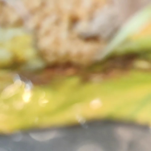 Pakan Burung Kicau Leopard Kuning Madu Halus Plus