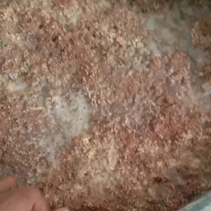 Biang jakaba 600ml full biang
