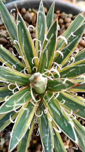 ทักแชทดูหน้าไม้ก่อนกดสั่งซื้อนะคะ Agave x leopoldii "Hammer time" ส่งทั้งกระถาง