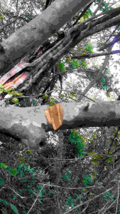 Kayu Ular Papua obat diabetes malaria dll