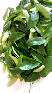 SW Daun sirsak segar langsung dari pohon 100 dan 50 lembar 0bat herbal untuk k0lesterol daun sirzak