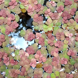 จอกญี้ปูนเลี้ยงง่ายขยายพันธุ์ไว 50+ ดอก ตั้งแต่สีแดง ถ้าเลี้ยงในอ่างตไอแดด 100% จะส่งไปยังสีแดง