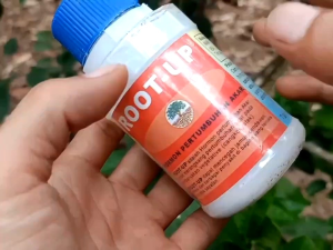 Root Up Obat Pemacu Pertumbuhan Akar untuk Stek dan Cangkok