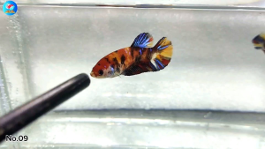 ปลากัดมัลติคัลเลอร์ หลากสี(เพศเมีย) | มีปลายทาง | ลับแลปลากัด