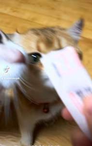 Cat Treat Stick Creamy Pet Kitten Cat Wet Food Snack Snacks Stik Jajan Snek Makanan Kucing Basah Murah 15g