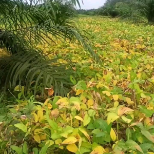 400 BUTIR BIJI/BENIH KACANG KEDELAI VARIETAS ANJASMORO