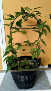 ต้นเยลลี่ cincau เฉาก๊วยเขียว