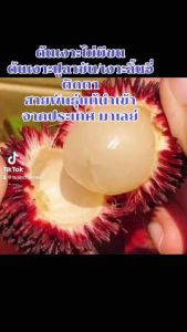 ต้นเงาะปูลาซันติดตา