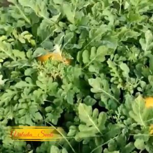 [Virladia Seeds] Biji Benih tanaman semangka Golden Red