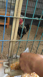 Pupuk Organik Bekas kandang ayam