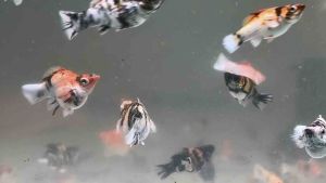 [Diamond Eye] 🔥Red Head Balloon Molly - AquaX Live Fish With D.O.A. *Ship West & East Malaysia* ~Farm Direct Sell