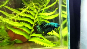 ปลากัดป่าลายไทย สีเขียว ผู้+เมีย ปลาสวยงาม พร้อมเพาะพันธุ์