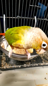 ชามอาหารสัตว์เลี้ยง ชามแขวน