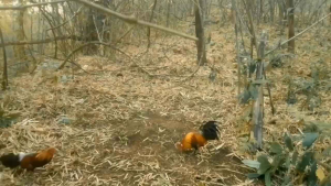 ครืนไก่ป่าแบบผีเสื้อ15หลัก30บ่วงบ่วง5นิ้วพร้อมรังเก็บจํานวน1ชุด