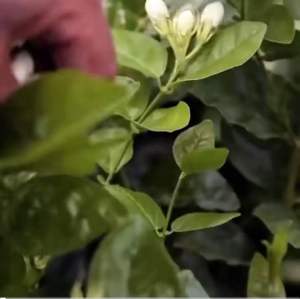 ชาเขียวมะลิ Jasmine Greentea 500 กรัม รุ่นถังไม้ มะลิ ดอกไม้ ใบชา ชาจีน ของขวัญ ของฝาก Twotonetea