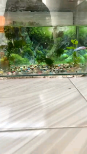 bendera background garuda motif marboro