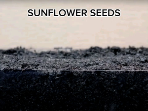 Sunflower Seeds Giant | Dwarf | Black oil | Safflower | dwarf