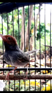 Pakan Spesial Burung Prenjak Gacor Sehat Rajin Berkicau