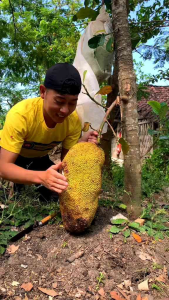 Bibit nangka madu hasil okulasi