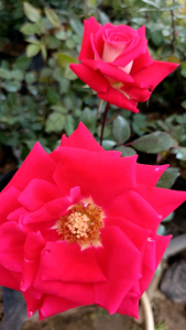 Rose Red Fertilizer: A Comprehensive Guide to Garden Plant Care