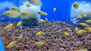 Honey Gourami [ 1pcs | 2pcs | 3pcs ]