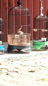 BOOSTER PENGGACOR BURUNG BRANJANGAN REAKSI CEPAT