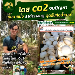 โดสซีโอทู บำรุงยางพาราชนิดทา